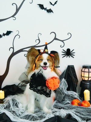 トリック・オア・トリート