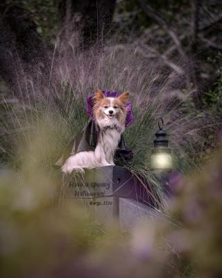 陽気なドラキュラ