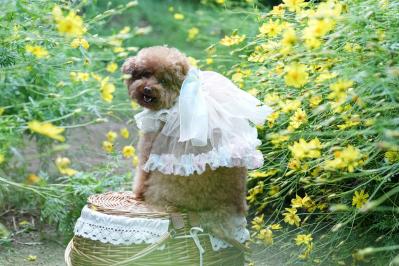 我が家の妖精ちゃん