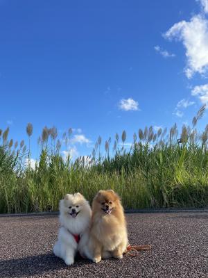くぅりくとススキ
