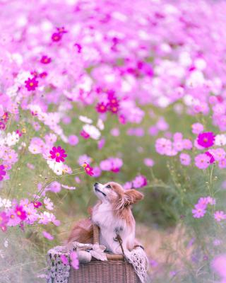 コスモス降る日