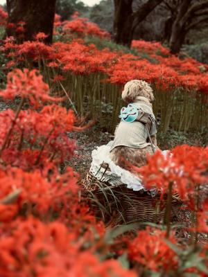 狐と秋