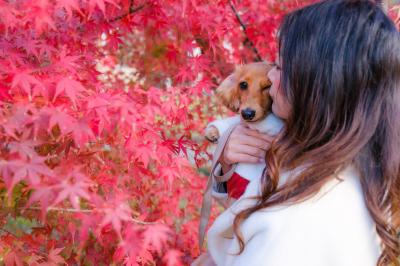 真っ赤な紅葉(もみじ）