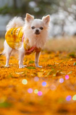 金木犀の絨毯