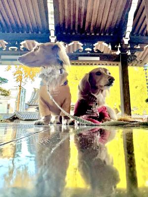 リフレクション