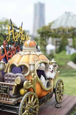 かぼちゃの馬車に乗って