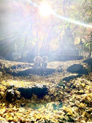 幻想の世界のティーノア