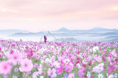 天空のコスモス