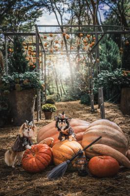 可愛い魔女っ子