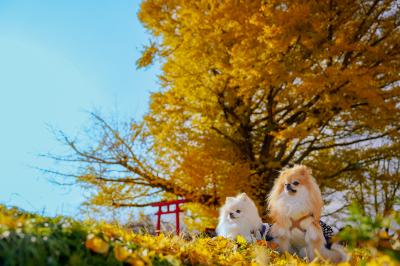 白幡のイチョウとイチとコッペ