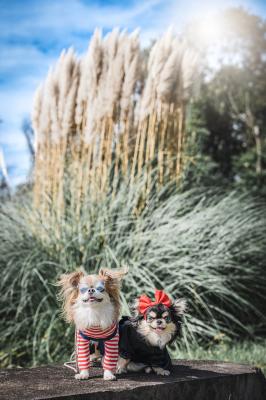 魔女の宅急便のトンボとキキ