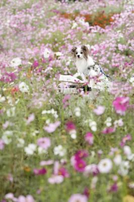 大好きなコスモス畑にて