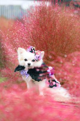 紅いコキアと一緒に。