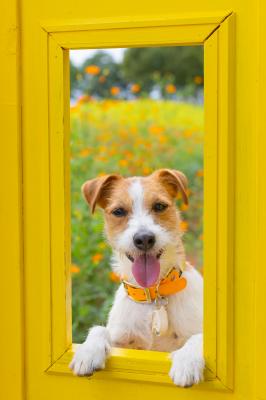 黄色の窓からひょっこり