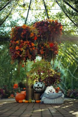 ハッピーハロウィンお手手添え