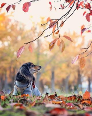 赤い葉っぱさん まだ落ちないでね