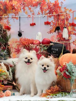 双子で秋を満喫