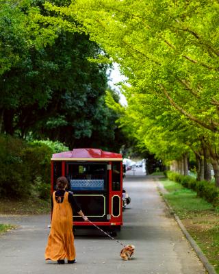 イチョウ並木と電車