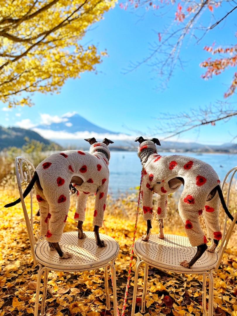 富士山と紅葉