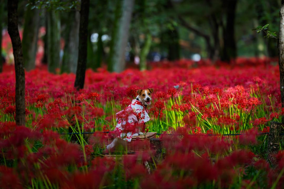 曼珠沙華