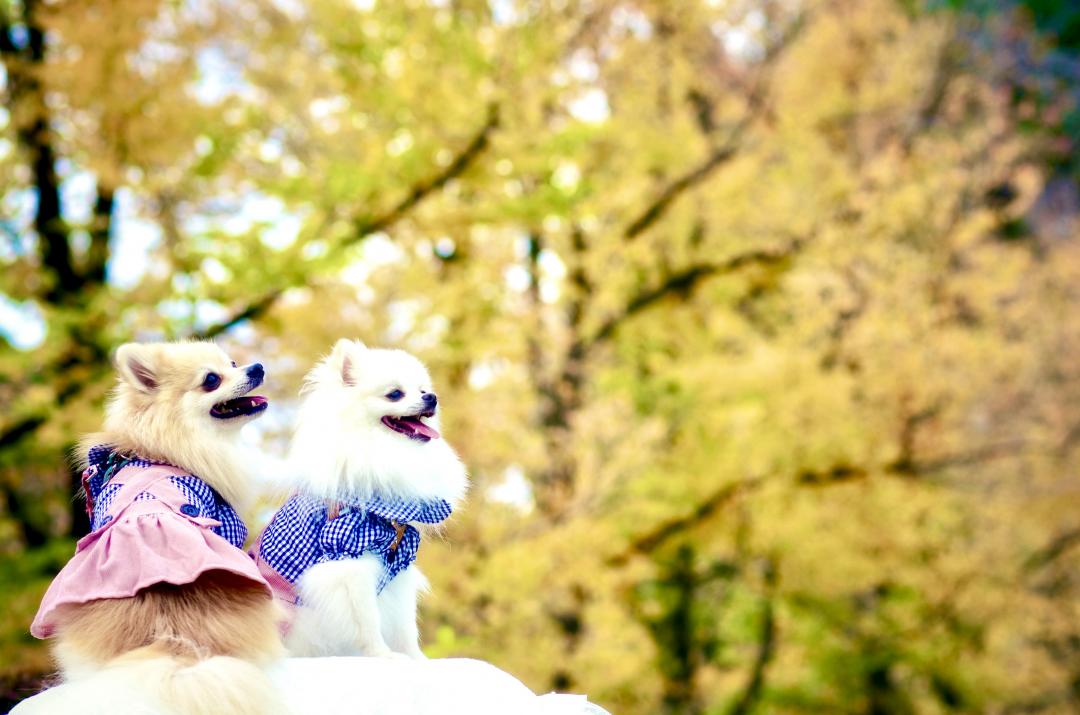 涼しい秋