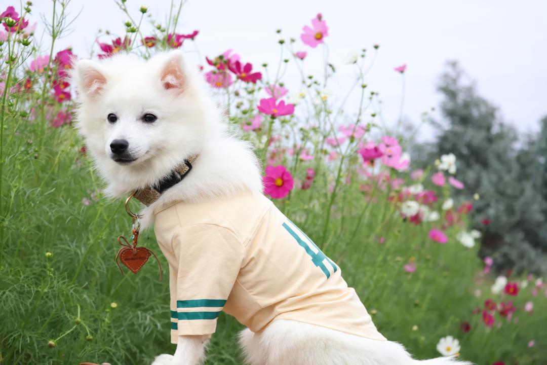 コスモス畑