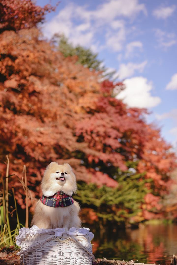 紅葉と青空