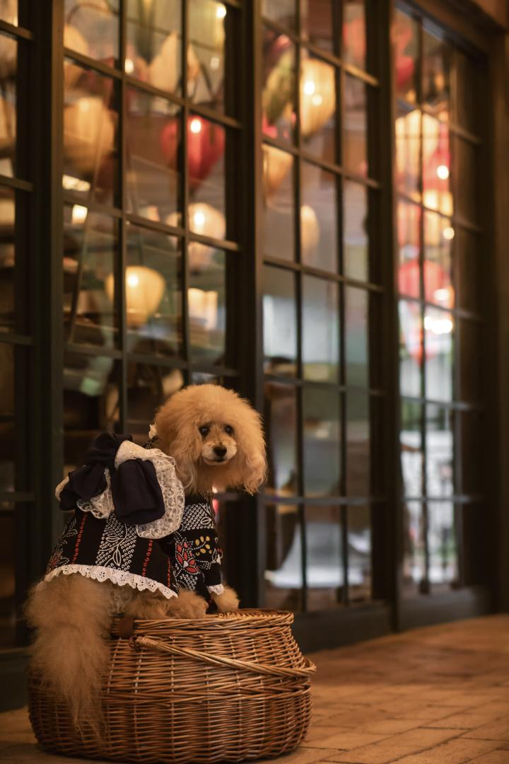 10月のランタン
