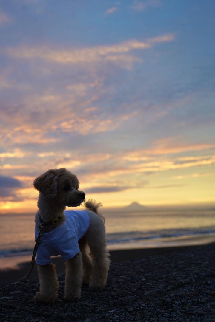 海と夕陽。