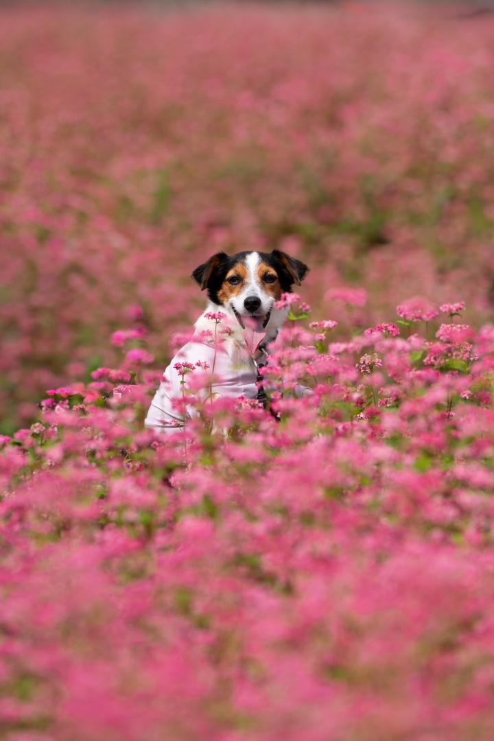 赤そばの花