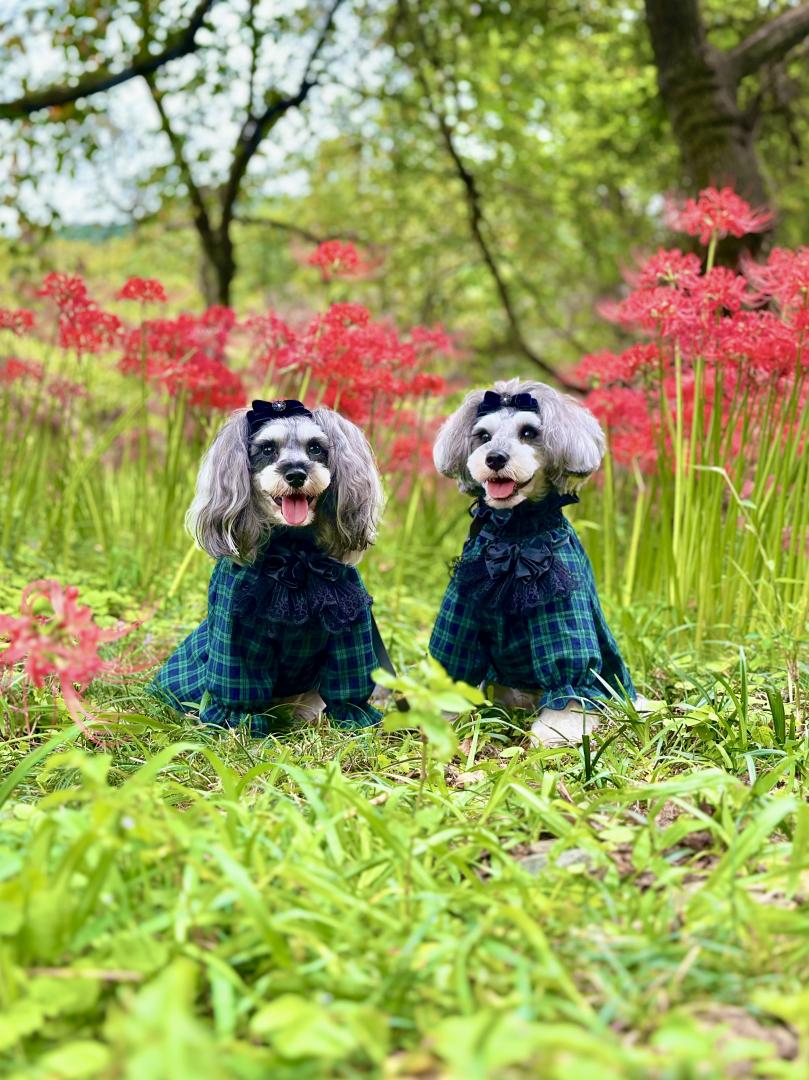 真っ赤な彼岸花と笑顔の愛犬