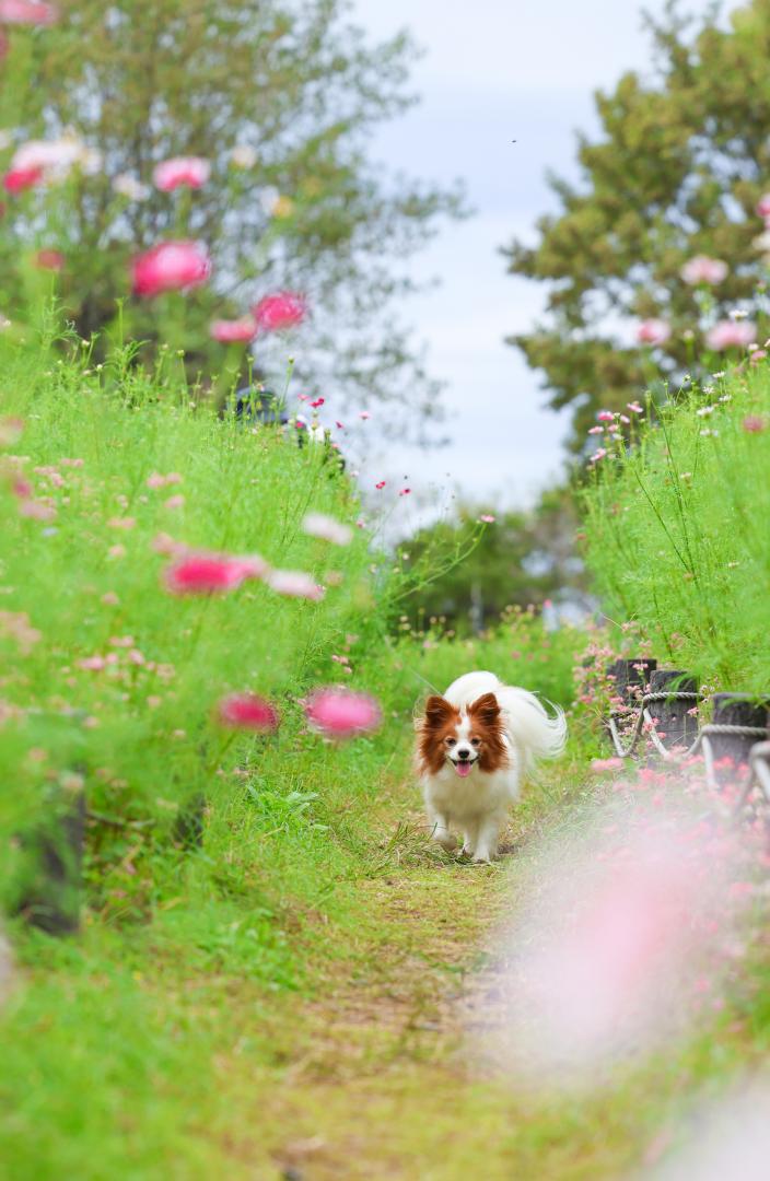 秋桜小道