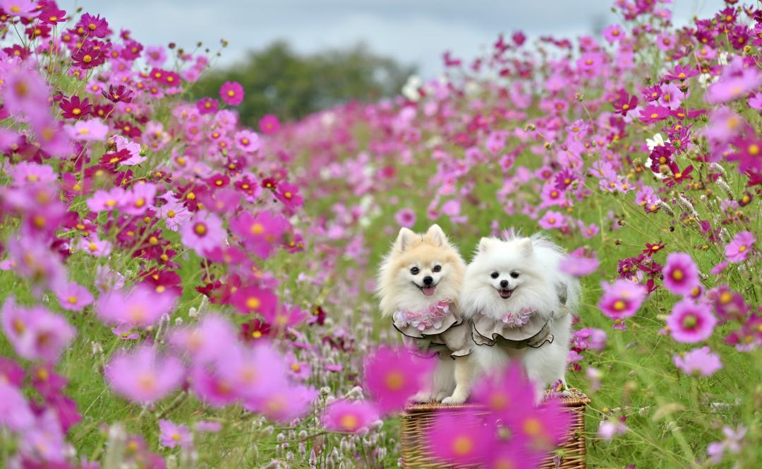 秋桜サーフィン