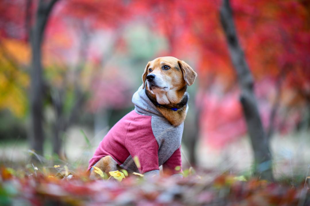 紅葉に包まれて