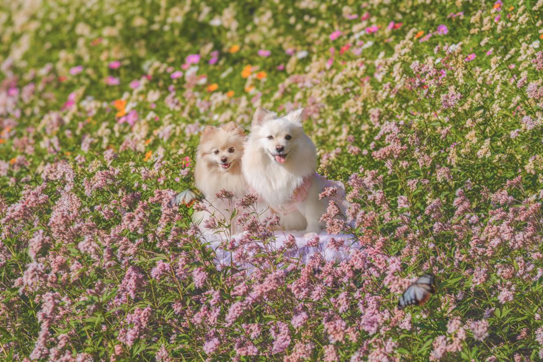 花園