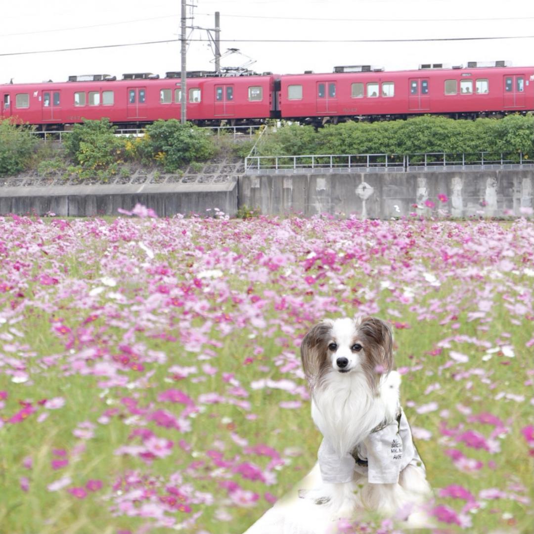 大好きなコスモスと赤い電車