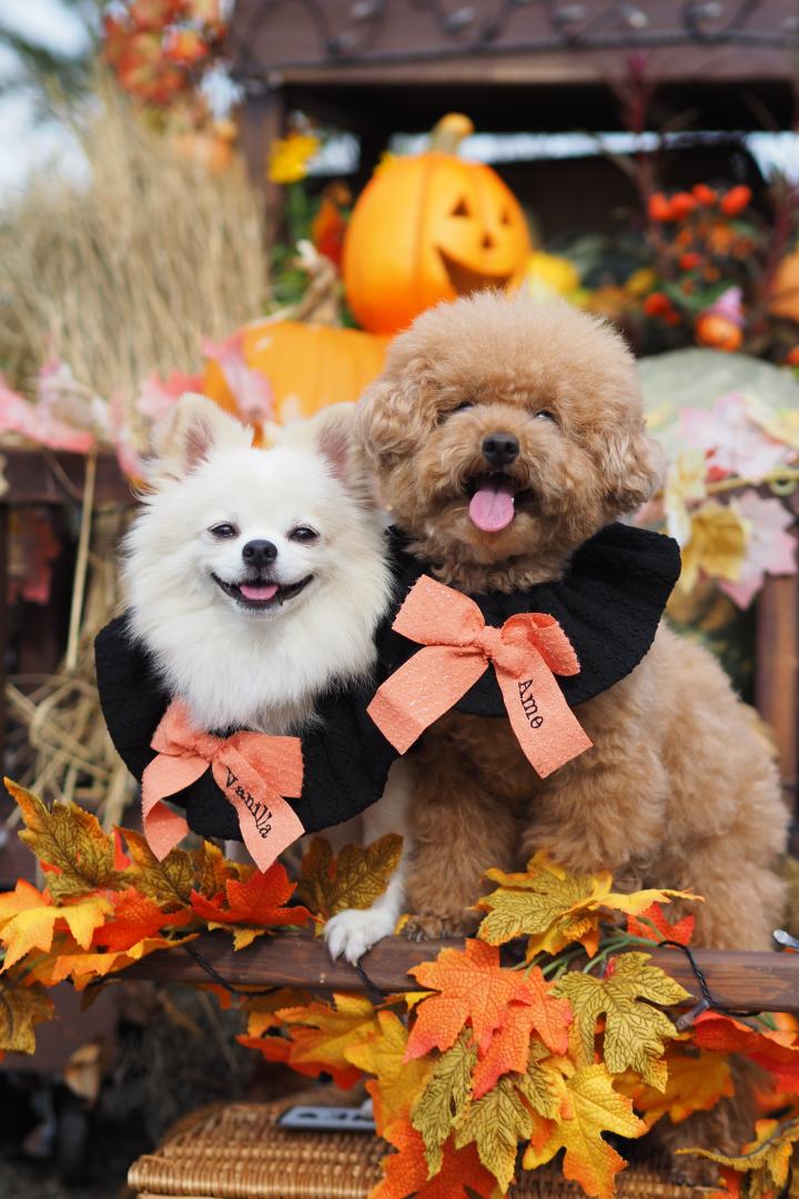 紅葉先取り