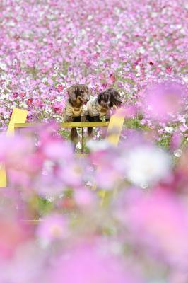 コスモスに埋もれて