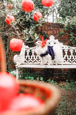 りんご美味しそう