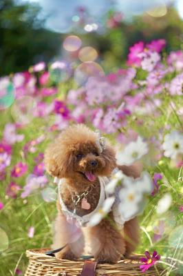 コスモス畑にて