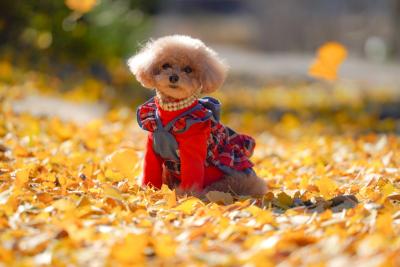 イチョウの絨毯