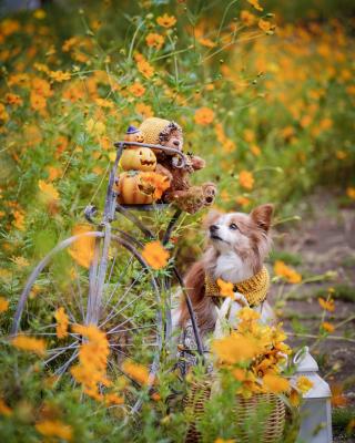 くまちゃんとサイクリング