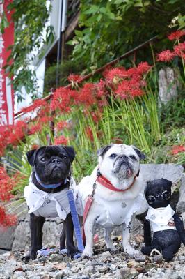 真っ赤な彼岸花