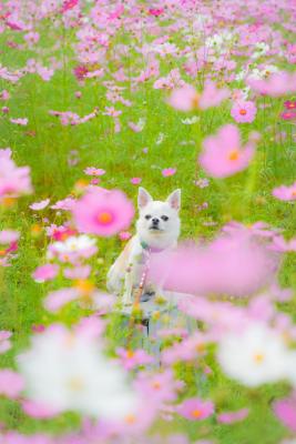 優しいピンクに包まれて