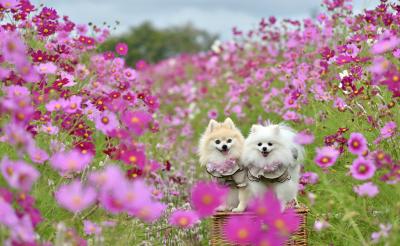 秋桜サーフィン
