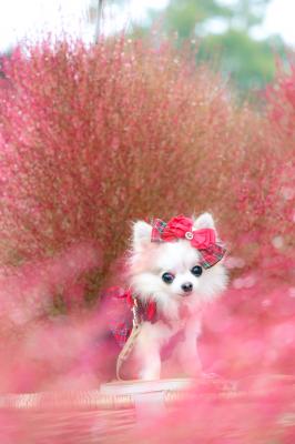 真っ赤なコキアと共に。