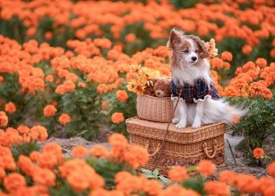 風に揺れる花畑
