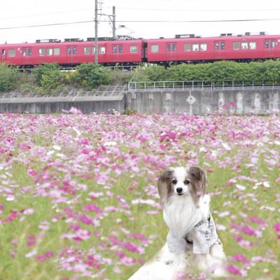 大好きなコスモスと赤い電車