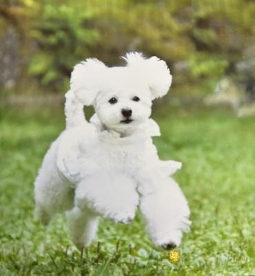 ボクだって飛べるはず！