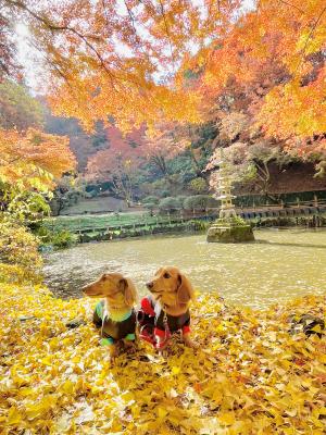 神々しいティーノア